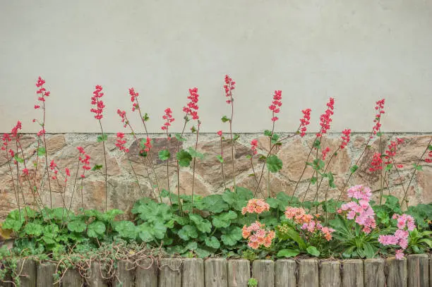 Coral Bells (Heuchera Brizoides) Flowers and Lewisia Flowers Planted at the House Entrance in Springtime