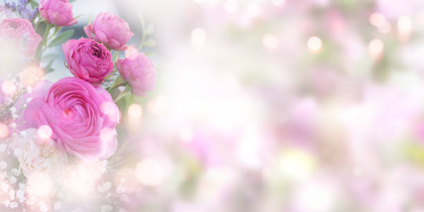 istock Tender pink roses background 1125638717