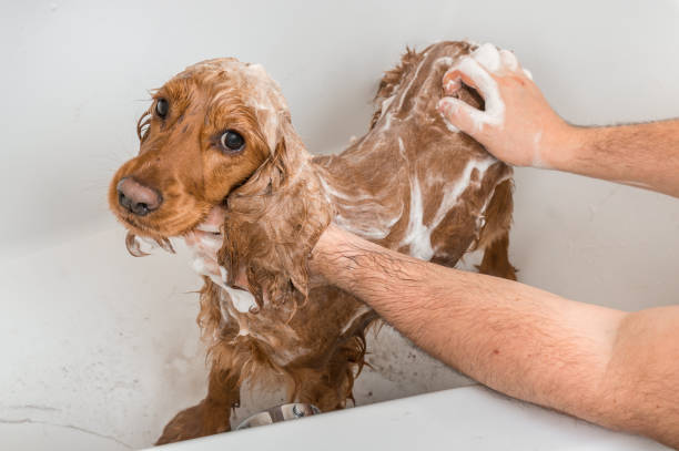 istock Cocker spaniel dog taking a shower with shampoo and water 1125638840