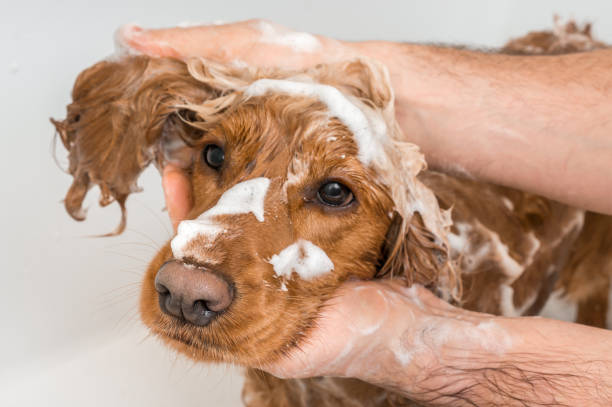 Cocker spaniel dog taking a shower with shampoo and water English cocker spaniel dog taking a shower with shampoo, soap and water in a bathtub bathtub stock pictures, royalty-free photos & images