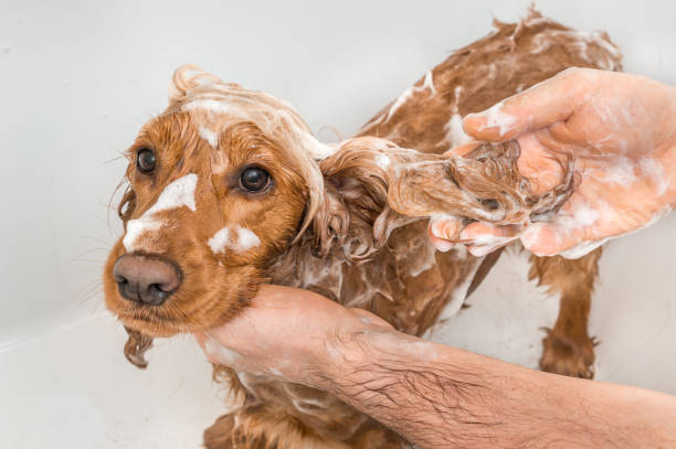 istock Cocker spaniel dog taking a shower with shampoo and water 1125640749