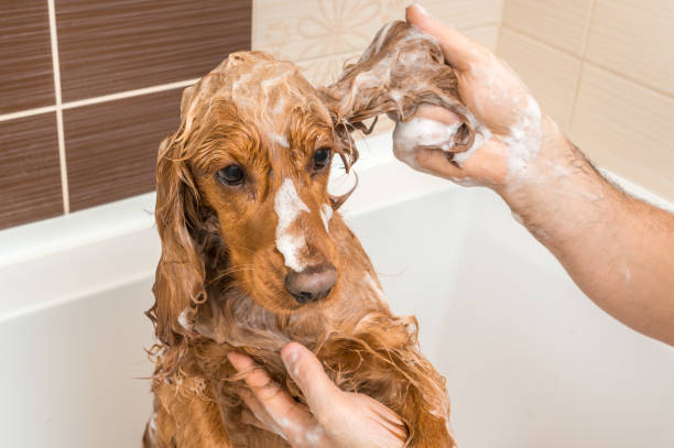 istock Cocker spaniel dog taking a shower with shampoo and water 1125640875