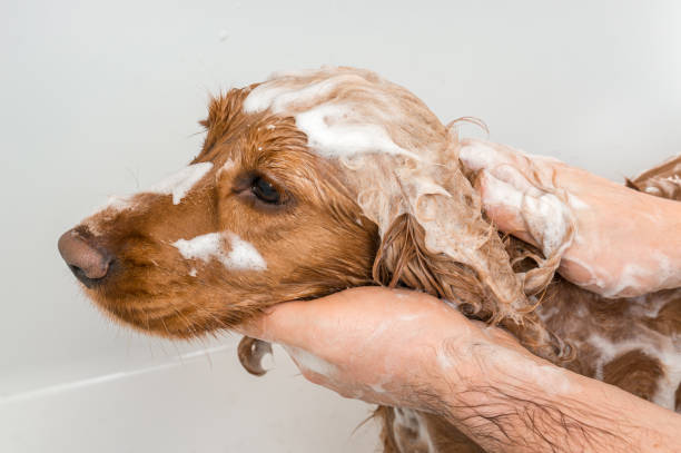istock Cocker spaniel dog taking a shower with shampoo and water 1125640960