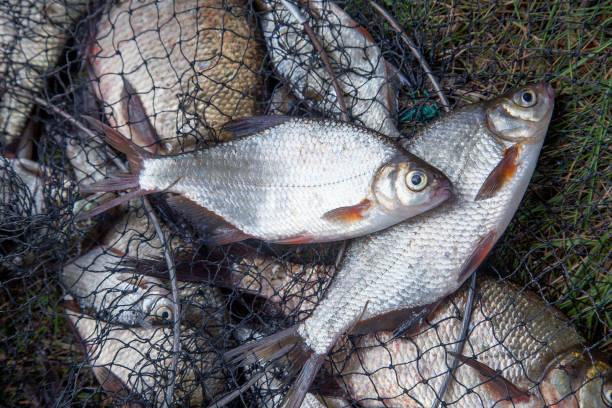 istock Freshwater white bream or silver bream on landing net. 1125641270