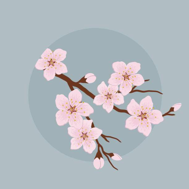 istock Blossoming branch of a cherry on a blue background 1125641331