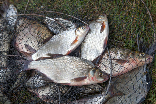 istock Freshwater white bream or silver bream and bronze bream or carp bream on landing net. 1125643230