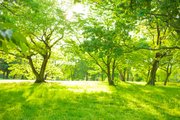 istock Morning garden sunshine 1125643397
