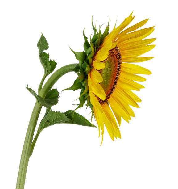 istock Sunflower with green leaves 1125645156