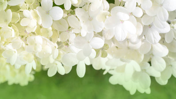 istock many small flowers of white hydrangea on a green background. 1125645541