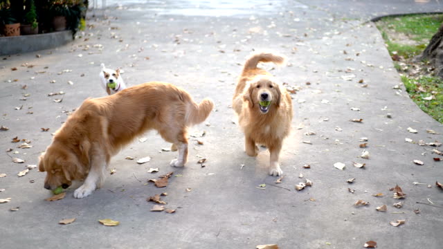 Two SLOMO Three dogs playing fetch w/ sunshine