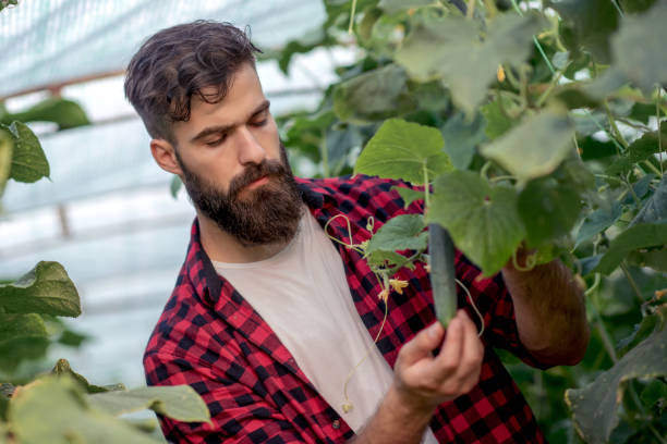 istock Farmer in greenhouse 1125646732
