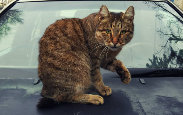 istock Homeless stray cat portrait 1125647408
