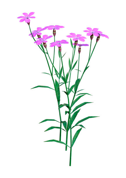istock 3D illustration Dianthus flowers on white background 1125649341