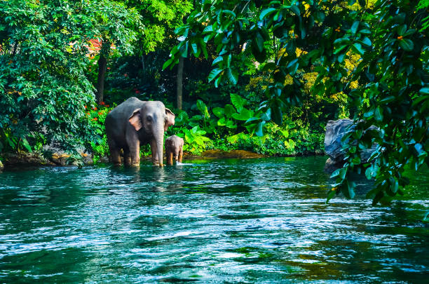 Elephant drinking water by the river Accompany, Growing, Animal, Vacations, Travel, Wildlife ganesha god thailand india stock pictures, royalty-free photos & images