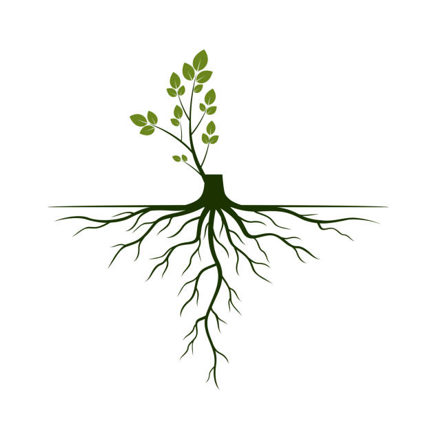 illustrazioni stock, clip art, cartoni animati e icone di tendenza di radici degli alberi e arto germinato. radici di piante. illustrazione vettoriale. - roots