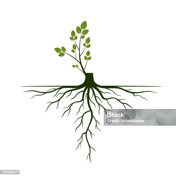 Tree Roots And Germinate Limb Roots Of Plants Vector Illustration Stock Illustration - Download Image Now