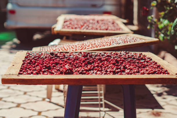 dried red berry dries on protvin in the sun