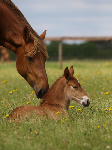 Little foal is about to suck milk from mommy horse's udder