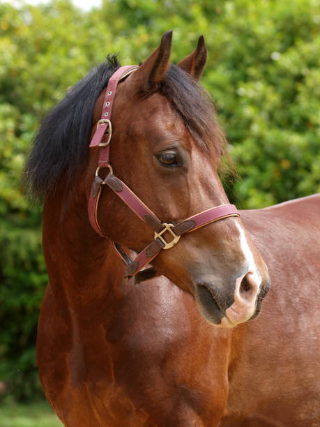 istock Beautiful Horse 1125658985