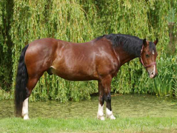 istock Beautiful Horse 1125659055