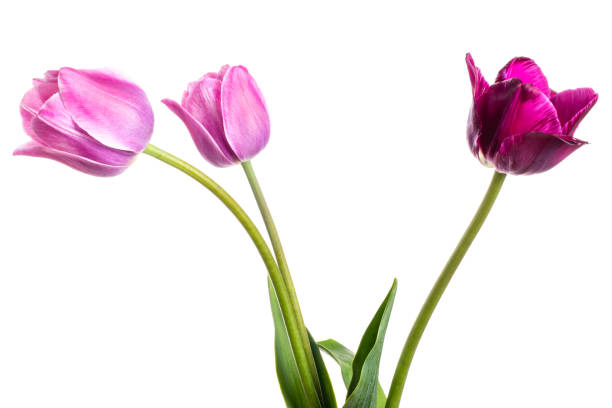istock Flower composition with tulips isolated on a white background 1125659383