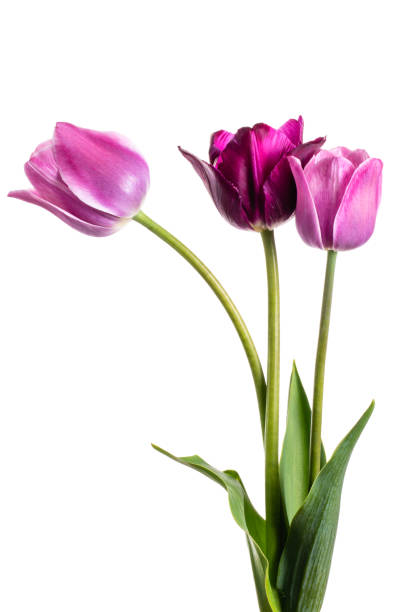 istock Flower composition with tulips isolated on a white background 1125659556