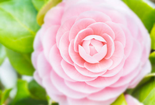 Camellia flowers in full bloom