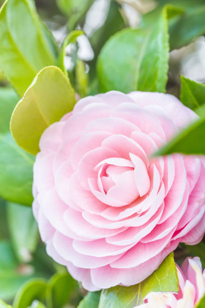 istock Camellia flowers in full bloom 1125661197