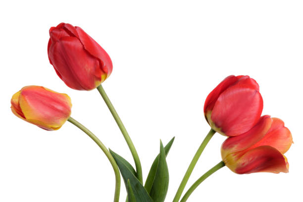istock Garden Flower bouquet from tulips. Isolation on a white background 1125661535