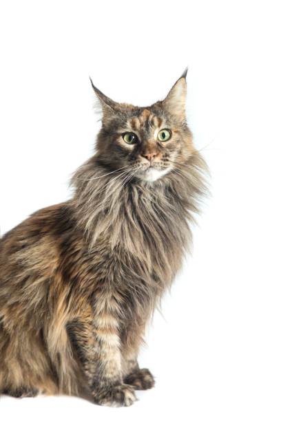 istock isolated maine coon cat specimen sitting 1125662688