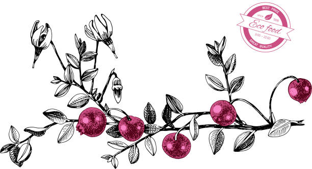 illustrations, cliparts, dessins animés et icônes de plant de canneberge dessiné à la main - bearberry
