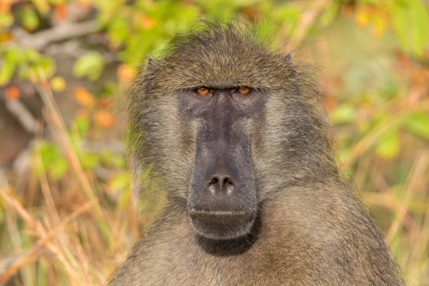 pavian - kruger national park monkey baboon africa stock-fotos und bilder