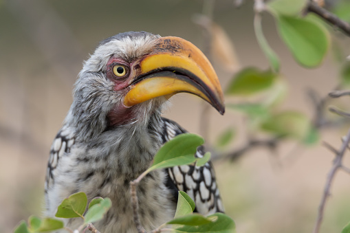 Southern Yellow-billed hornbill (Tockus leucomelas) in the Kruger National Park