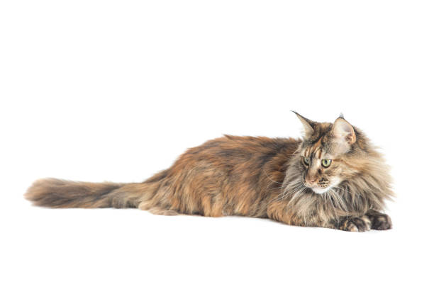istock isolated maine coon cat specimen lying down 1125664159