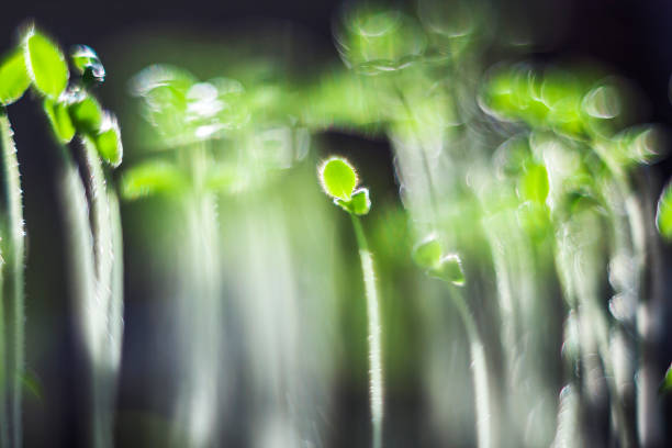 istock macro photo of seedling 1125664739