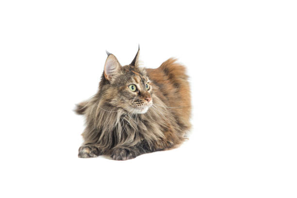 istock isolated maine coon cat specimen lying down 1125665800