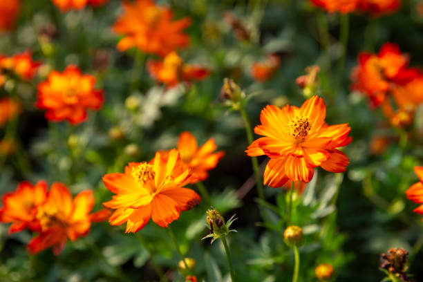 istock Cosmos flower in the garden 1125665829