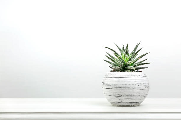 istock Succulent cactus in a pot closeup. 1125666464