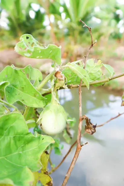 small eggplant, eggplant plant on the farm