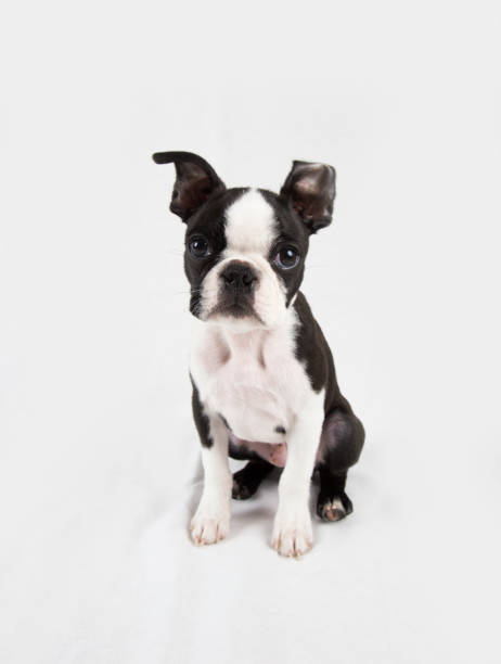 istock Boston Terrier Puppy Portrait 1125669750