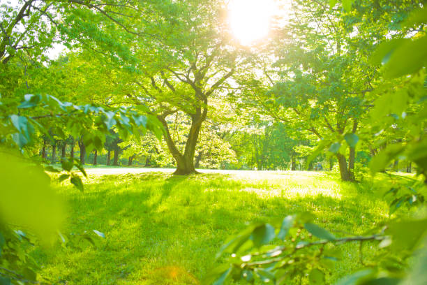 istock Morning garden sunshine 1125670894