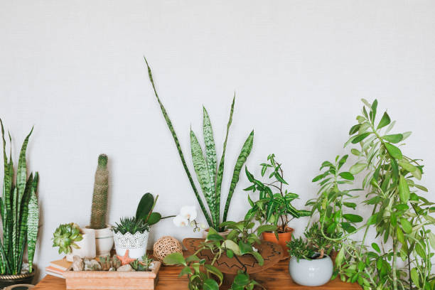 istock Houseplants in modern interior. 1125672867