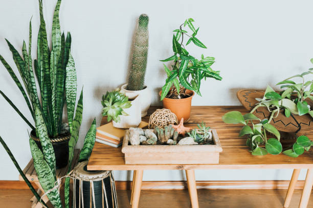 istock Green plants in pots on the wooden table. 1125672876