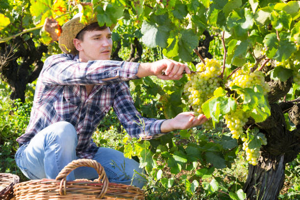 istock Man gathering harvest of white grapes 1125673228