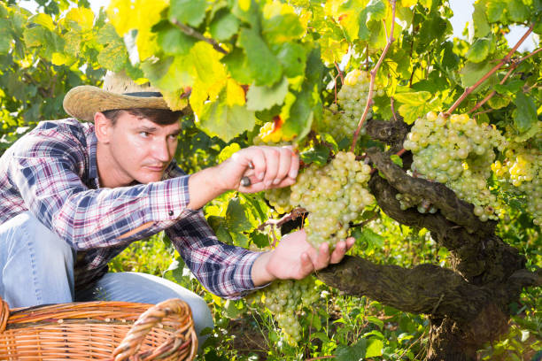 istock Male farmer harvesting white grapes 1125673232