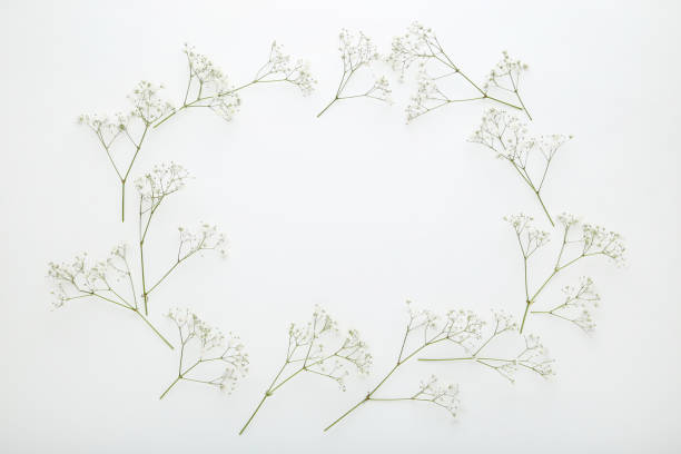 istock Gypsophila flowers on white background 1125673561