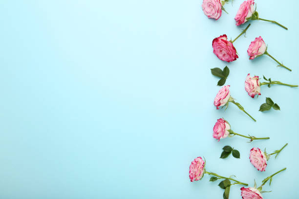 istock Pink rose flowers with green leafs on blue background 1125673592
