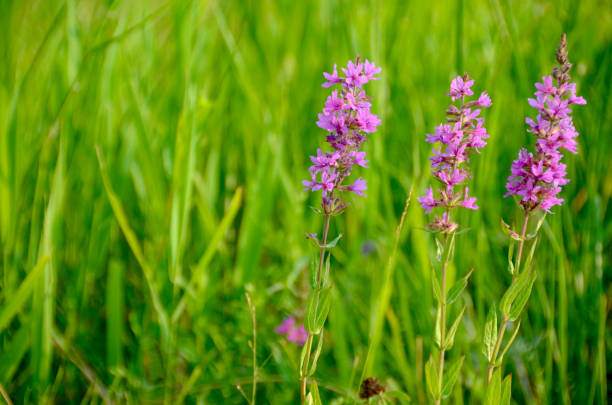 a close-up of purple loosestrife flowers growing in Manitoba