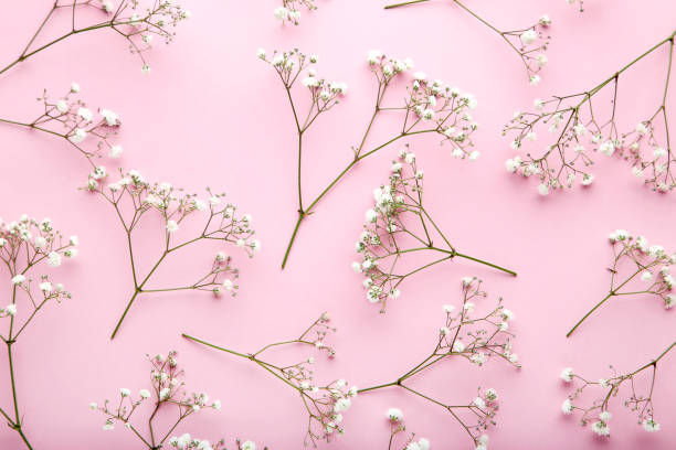 istock Gypsophila flowers on pink background 1125673678