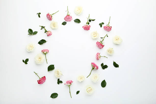 istock Rose flowers with green leafs on white background 1125673776